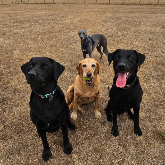 Dog Walking Services by Darren Larkin is the only independent business in the area that utilities a fully enclosed field for your dog/s safety.

We are more than just a service to take your dog out or call round for your wellness service.

It's about the relationship, love and bond we form with our clients dog's, so they feel loved and at ease when we arrive and throughout the day.

We pride ourselves on that personal service we deliver to you and your family member. 

Single Sessions ✔️
All-Day Sessions ✔️
Wellness checks ✔️ 
Home Pet Services ✔️
Pet sitting ✔️
Out-of-Hours Service ✔️

For more information, please contact 07799 543484 or visit the website for more information. 

dogwalkingservicesdarrenlarkin.co.uk

We are listed on "The Good Dog Guide."
