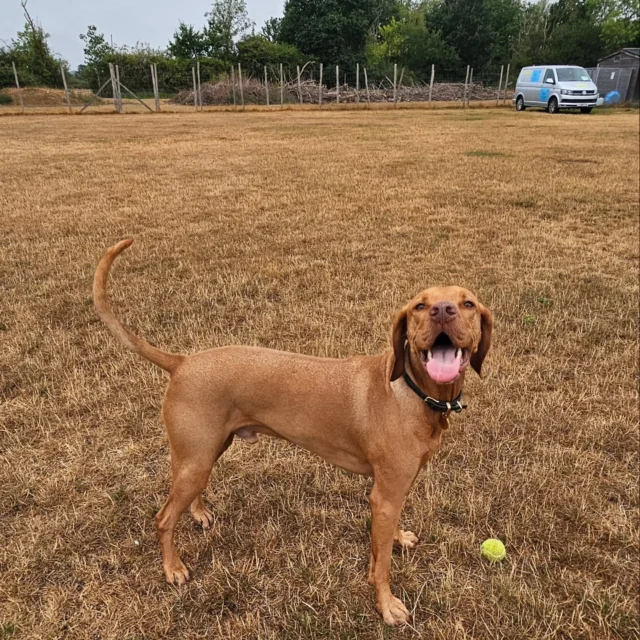 Dog Walking Services by Darren Larkin is the only independent business in the area that utilities a fully enclosed field for your dog/s safety.

We are more than just a service to take your dog out or call round for your wellness service.

It's about the relationship, love and bond we form with our clients dog's, so they feel loved and at ease when we arrive and throughout the day.

We pride ourselves on that personal service we deliver to you and your family member. 

Single Sessions ✔️
All-Day Sessions ✔️
Wellness checks ✔️ 
Home Pet Services ✔️
Pet sitting ✔️
Out-of-Hours Service ✔️

For more information, please contact 07799 543484 or visit the website for more information. 

dogwalkingservicesdarrenlarkin.co.uk

We are listed on "The Good Dog Guide."