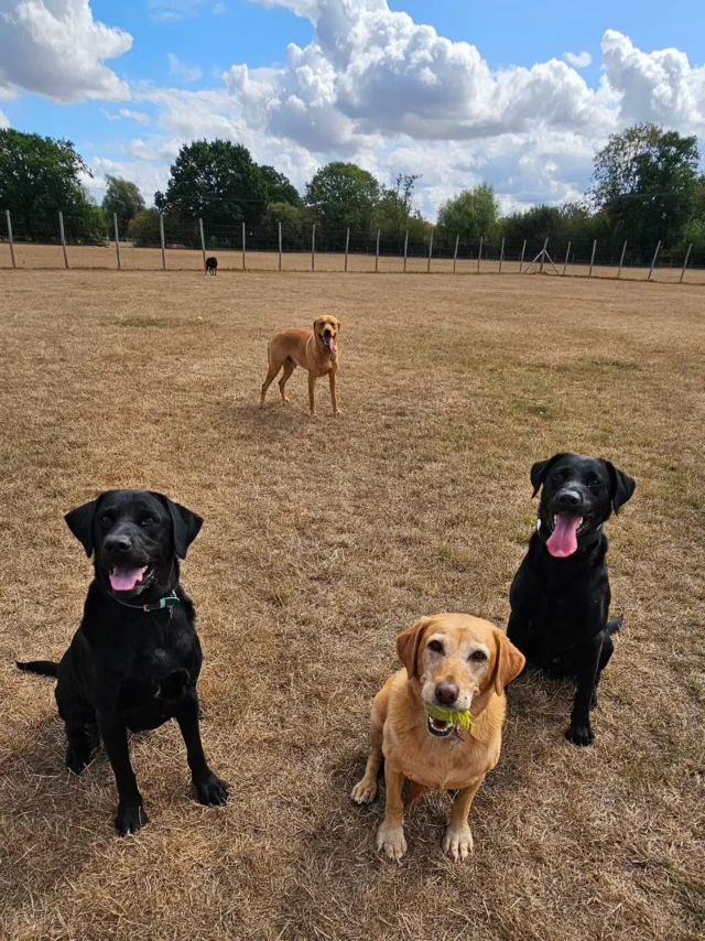 Dog Walking Services by Darren Larkin is the only independent business in the area that utilities a fully enclosed field for your dog/s safety.

We are more than just a service to take your dog out or call round for your wellness service.

It's about the relationship, love and bond we form with our clients dog's, so they feel loved and at ease when we arrive and throughout the day.

We pride ourselves on that personal service we deliver to you and your family member. 

Single Sessions ✔️
All-Day Sessions ✔️
Wellness checks ✔️ 
Home Pet Services ✔️
Pet sitting ✔️
Out-of-Hours Service ✔️

For more information, please contact 07799 543484 or visit the website for more information. 

dogwalkingservicesdarrenlarkin.co.uk

We are listed on "The Good Dog Guide."
