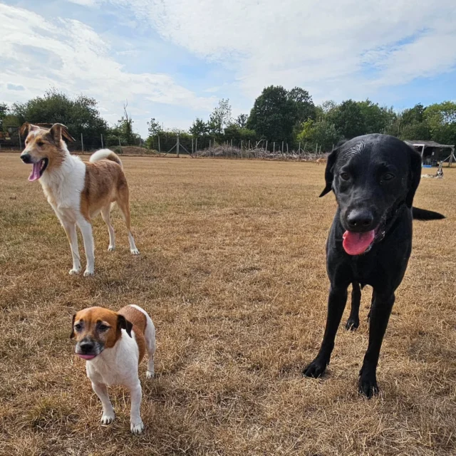 Dog Walking Services by Darren Larkin is the only independent business in the area that utilities a fully enclosed field for your dog/s safety.

We are more than just a service to take your dog out or call round for your wellness service.

It's about the relationship, love and bond we form with our clients dog's, so they feel loved and at ease when we arrive and throughout the day.

We pride ourselves on that personal service we deliver to you and your family member. 

Single Sessions ✔️
All-Day Sessions ✔️
Wellness checks ✔️ 
Home Pet Services ✔️
Pet sitting ✔️
Out-of-Hours Service ✔️

For more information, please contact 07799 543484 or visit the website for more information. 

dogwalkingservicesdarrenlarkin.co.uk

We are listed on "The Good Dog Guide."