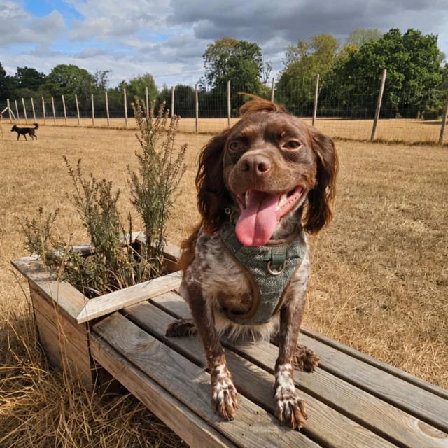 Dog Walking Services by Darren Larkin is the only independent business in the area that utilities a fully enclosed field for your dog/s safety.

We are more than just a service to take your dog out or call round for your wellness service.

It's about the relationship, love and bond we form with our clients dog's, so they feel loved and at ease when we arrive and throughout the day.

We pride ourselves on that personal service we deliver to you and your family member. 

Single Sessions ✔️
All-Day Sessions ✔️
Wellness checks ✔️ 
Home Pet Services ✔️
Pet sitting ✔️
Out-of-Hours Service ✔️

For more information, please contact 07799 543484 or visit the website for more information. 

dogwalkingservicesdarrenlarkin.co.uk

We are listed on "The Good Dog Guide."