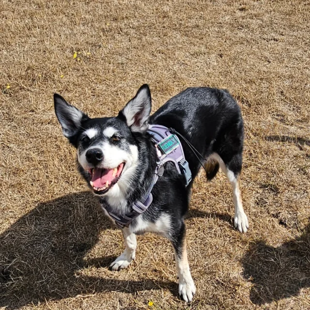 Please welcome Marsha to Dog Walking Services by Darren Larkin 🐕