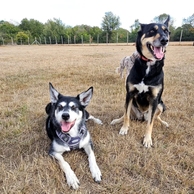 Dog Walking Services by Darren Larkin is the only independent business in the area that utilities a fully enclosed field for your dog/s safety.

We are more than just a service to take your dog out or call round for your wellness service.

It's about the relationship, love and bond we form with our clients dog's, so they feel loved and at ease when we arrive and throughout the day.

We pride ourselves on that personal service we deliver to you and your family member. 

Single Sessions ✔️
All-Day Sessions ✔️
Wellness checks ✔️ 
Home Pet Services ✔️
Pet sitting ✔️
Out-of-Hours Service ✔️

For more information, please contact 07799 543484 or visit the website for more information. 

dogwalkingservicesdarrenlarkin.co.uk

We are listed on "The Good Dog Guide."