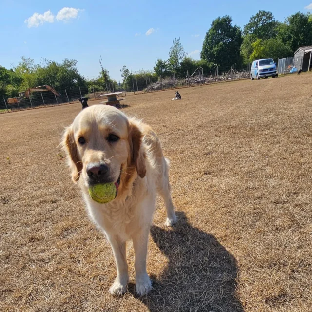 Dog Walking Services by Darren Larkin is the only independent business in the area that utilities a fully enclosed field for your dog/s safety.

We are more than just a service to take your dog out or call round for your wellness service.

It's about the relationship, love and bond we form with our clients dog's, so they feel loved and at ease when we arrive and throughout the day.

We pride ourselves on that personal service we deliver to you and your family member. 

Single Sessions ✔️
All-Day Sessions ✔️
Wellness checks ✔️ 
Home Pet Services ✔️
Pet sitting ✔️
Out-of-Hours Service ✔️

For more information, please contact 07799 543484 or visit the website for more information. 

dogwalkingservicesdarrenlarkin.co.uk

We are listed on "The Good Dog Guide."