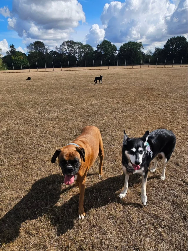 Dog Walking Services by Darren Larkin is the only independent business in the area that utilities a fully enclosed field for your dog/s safety.

We are more than just a service to take your dog out or call round for your wellness service.

It's about the relationship, love and bond we form with our clients dog's, so they feel loved and at ease when we arrive and throughout the day.

We pride ourselves on that personal service we deliver to you and your family member. 

Single Sessions ✔️
All-Day Sessions ✔️
Wellness checks ✔️ 
Home Pet Services ✔️
Pet sitting ✔️
Out-of-Hours Service ✔️

For more information, please contact 07799 543484 or visit the website for more information. 

dogwalkingservicesdarrenlarkin.co.uk

We are listed on "The Good Dog Guide."