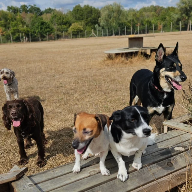 Dog Walking Services by Darren Larkin is the only independent business in the area that utilities a fully enclosed field for your dog/s safety.

We are more than just a service to take your dog out or call round for your wellness service.

It's about the relationship, love and bond we form with our clients dog's, so they feel loved and at ease when we arrive and throughout the day.

We pride ourselves on that personal service we deliver to you and your family member. 

Single Sessions ✔️
All-Day Sessions ✔️
Wellness checks ✔️ 
Home Pet Services ✔️
Pet sitting ✔️
Out-of-Hours Service ✔️

For more information, please contact 07799 543484 or visit the website for more information. 

dogwalkingservicesdarrenlarkin.co.uk

We are listed on "The Good Dog Guide."