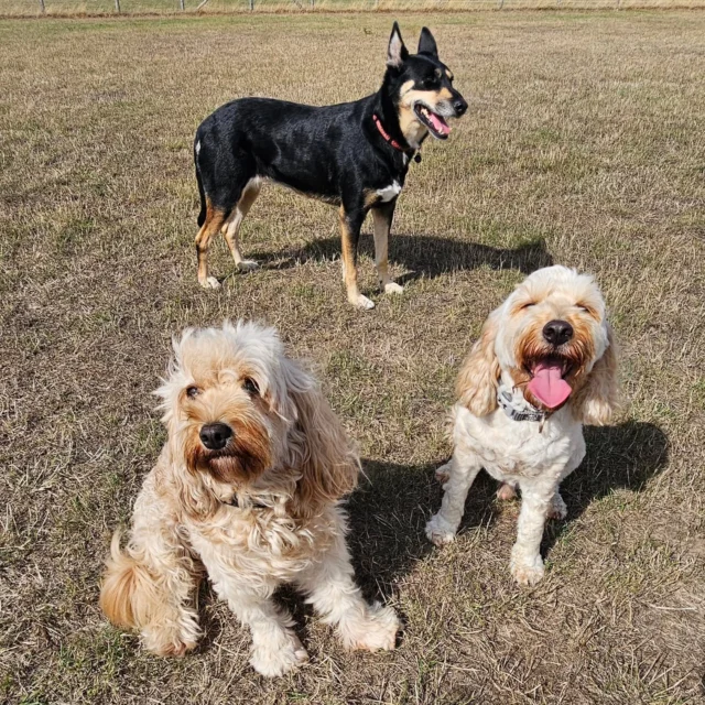 Dog Walking Services by Darren Larkin is the only independent business in the area that utilities a fully enclosed field for your dog/s safety.

We are more than just a service to take your dog out or call round for your wellness service.

It's about the relationship, love and bond we form with our clients dog's, so they feel loved and at ease when we arrive and throughout the day.

We pride ourselves on that personal service we deliver to you and your family member. 

Single Sessions ✔️
All-Day Sessions ✔️
Wellness checks ✔️ 
Home Pet Services ✔️
Pet sitting ✔️
Out-of-Hours Service ✔️

For more information, please contact 07799 543484 or visit the website for more information. 

dogwalkingservicesdarrenlarkin.co.uk

We are listed on "The Good Dog Guide."