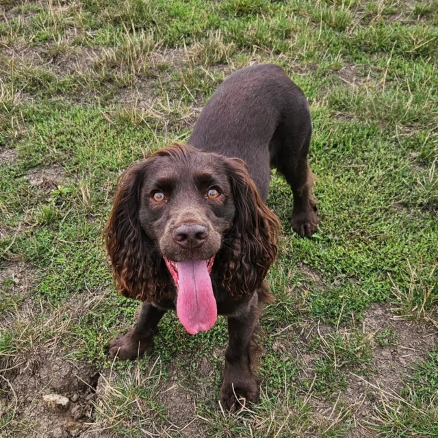 Dog Walking Services by Darren Larkin is the only independent business in the area that utilities a fully enclosed field for your dog/s safety.

We are more than just a service to take your dog out or call round for your wellness service.

It's about the relationship, love and bond we form with our clients dog's, so they feel loved and at ease when we arrive and throughout the day.

We pride ourselves on that personal service we deliver to you and your family member. 

Single Sessions ✔️
All-Day Sessions ✔️
Wellness checks ✔️ 
Home Pet Services ✔️
Pet sitting ✔️
Out-of-Hours Service ✔️

For more information, please contact 07799 543484 or visit the website for more information. 

dogwalkingservicesdarrenlarkin.co.uk

We are listed on "The Good Dog Guide."