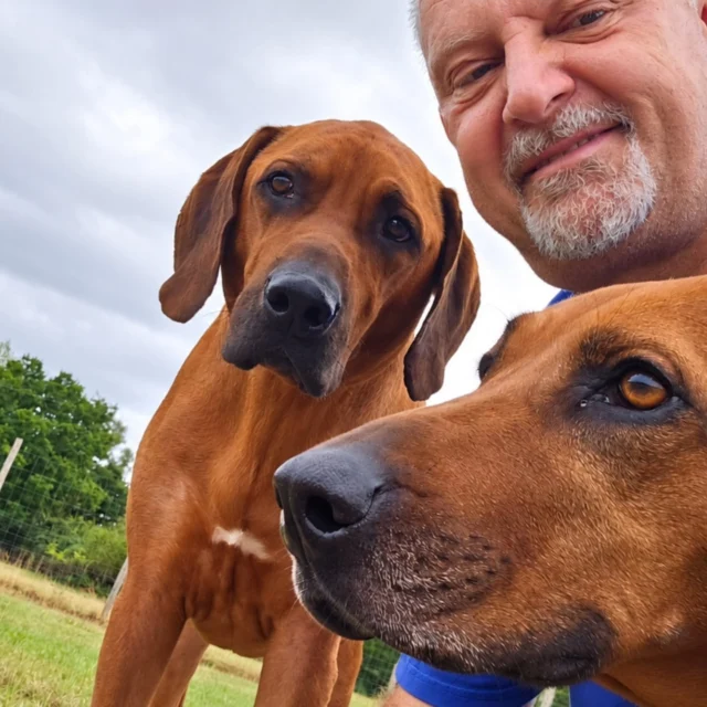 My lovely Rhodesian Ridgebacks ❤️