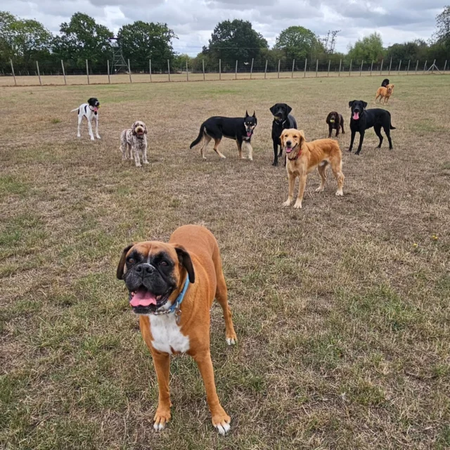 Dog Walking Services by Darren Larkin is the only independent business in the area that utilities a fully enclosed field for your dog/s safety.

We are more than just a service to take your dog out or call round for your wellness service.

It's about the relationship, love and bond we form with our clients dog's, so they feel loved and at ease when we arrive and throughout the day.

We pride ourselves on that personal service we deliver to you and your family member. 

Single Sessions ✔️
All-Day Sessions ✔️
Wellness checks ✔️ 
Home Pet Services ✔️
Pet sitting ✔️
Out-of-Hours Service ✔️

For more information, please contact 07799 543484 or visit the website for more information. 

dogwalkingservicesdarrenlarkin.co.uk

We are listed on "The Good Dog Guide."