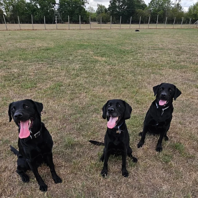 Dog Walking Services by Darren Larkin is the only independent business in the area that utilities a fully enclosed field for your dog/s safety.

We are more than just a service to take your dog out or call round for your wellness service.

It's about the relationship, love and bond we form with our clients dog's, so they feel loved and at ease when we arrive and throughout the day.

We pride ourselves on that personal service we deliver to you and your family member. 

Single Sessions ✔️
All-Day Sessions ✔️
Wellness checks ✔️ 
Home Pet Services ✔️
Pet sitting ✔️
Out-of-Hours Service ✔️

For more information, please contact 07799 543484 or visit the website for more information. 

dogwalkingservicesdarrenlarkin.co.uk

We are listed on "The Good Dog Guide."