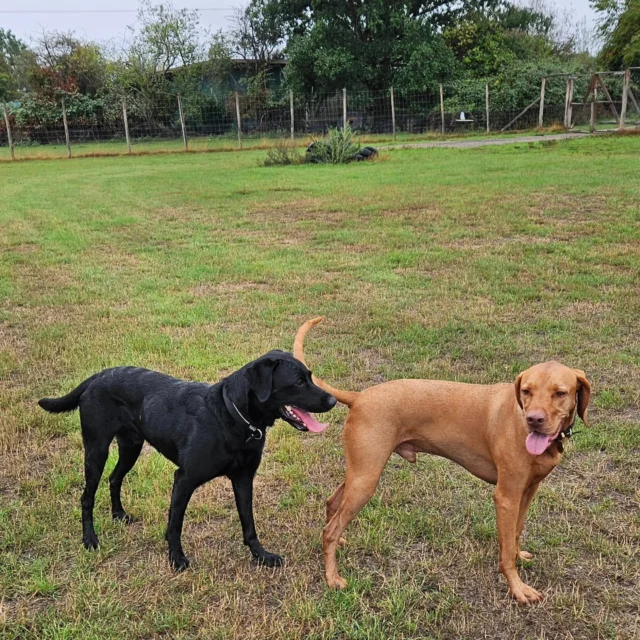 Dog Walking Services by Darren Larkin is the only independent business in the area that utilities a fully enclosed field for your dog/s safety.

We are more than just a service to take your dog out or call round for your wellness service.

It's about the relationship, love and bond we form with our clients dog's, so they feel loved and at ease when we arrive and throughout the day.

We pride ourselves on that personal service we deliver to you and your family member. 

Single Sessions ✔️
All-Day Sessions ✔️
Wellness checks ✔️ 
Home Pet Services ✔️
Pet sitting ✔️
Out-of-Hours Service ✔️

For more information, please contact 07799 543484 or visit the website for more information. 

dogwalkingservicesdarrenlarkin.co.uk

We are listed on "The Good Dog Guide."