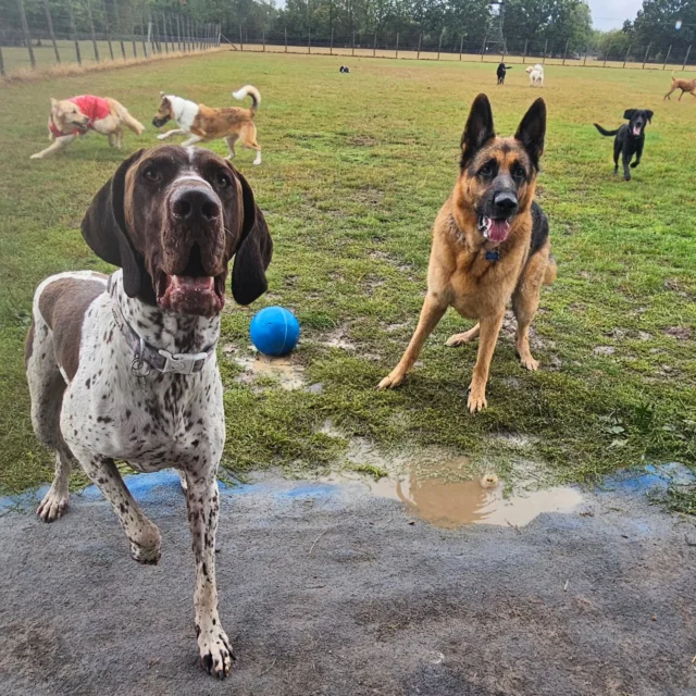 Dog Walking Services by Darren Larkin is the only independent business in the area that utilities a fully enclosed field for your dog/s safety.

We are more than just a service to take your dog out or call round for your wellness service.

It's about the relationship, love and bond we form with our clients dog's, so they feel loved and at ease when we arrive and throughout the day.

We pride ourselves on that personal service we deliver to you and your family member. 

Single Sessions ✔️
All-Day Sessions ✔️
Wellness checks ✔️ 
Home Pet Services ✔️
Pet sitting ✔️
Out-of-Hours Service ✔️

For more information, please contact 07799 543484 or visit the website for more information. 

dogwalkingservicesdarrenlarkin.co.uk

We are listed on "The Good Dog Guide."