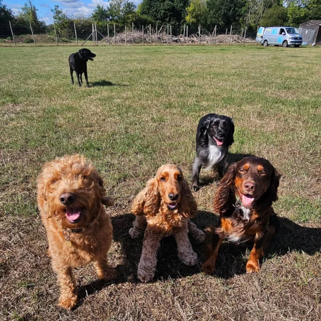 Dog Walking Services by Darren Larkin is the only independent business in the area that utilities a fully enclosed field for your dog/s safety.

We are more than just a service to take your dog out or call round for your wellness service.

It's about the relationship, love and bond we form with our clients dog's, so they feel loved and at ease when we arrive and throughout the day.

We pride ourselves on that personal service we deliver to you and your family member. 

Single Sessions ✔️
All-Day Sessions ✔️
Wellness checks ✔️ 
Home Pet Services ✔️
Pet sitting ✔️
Out-of-Hours Service ✔️

For more information, please contact 07799 543484 or visit the website for more information. 

dogwalkingservicesdarrenlarkin.co.uk

We are listed on "The Good Dog Guide."