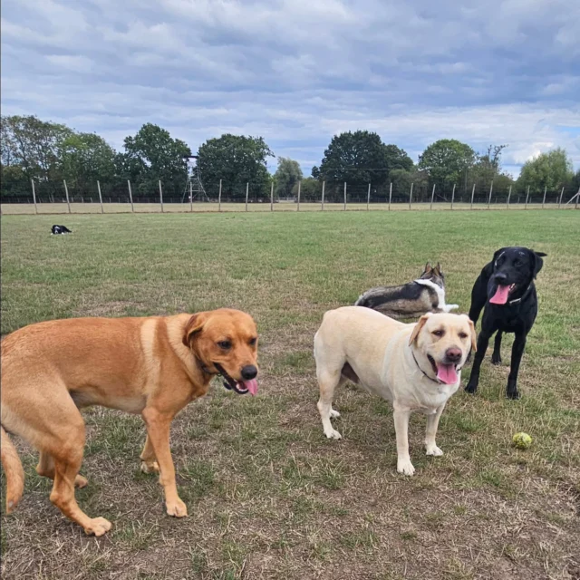 Dog Walking Services by Darren Larkin is the only independent business in the area that utilities a fully enclosed field for your dog/s safety.

We are more than just a service to take your dog out or call round for your wellness service.

It's about the relationship, love and bond we form with our clients dog's, so they feel loved and at ease when we arrive and throughout the day.

We pride ourselves on that personal service we deliver to you and your family member. 

Single Sessions ✔️
All-Day Sessions ✔️
Wellness checks ✔️ 
Home Pet Services ✔️
Pet sitting ✔️
Out-of-Hours Service ✔️

For more information, please contact 07799 543484 or visit the website for more information. 

dogwalkingservicesdarrenlarkin.co.uk

We are listed on "The Good Dog Guide."