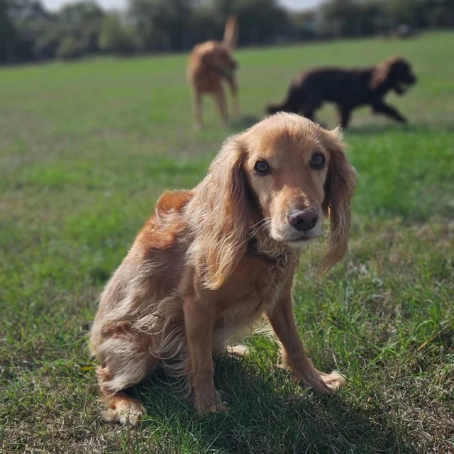 Dog Walking Services by Darren Larkin is the only independent business in the area that utilities a fully enclosed field for your dog/s safety.

We are more than just a service to take your dog out or call round for your wellness service.

It's about the relationship, love and bond we form with our clients dog's, so they feel loved and at ease when we arrive and throughout the day.

We pride ourselves on that personal service we deliver to you and your family member. 

Single Sessions ✔️
All-Day Sessions ✔️
Wellness checks ✔️ 
Home Pet Services ✔️
Pet sitting ✔️
Out-of-Hours Service ✔️

For more information, please contact 07799 543484 or visit the website for more information. 

dogwalkingservicesdarrenlarkin.co.uk

We are listed on "The Good Dog Guide."