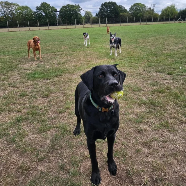 Dog Walking Services by Darren Larkin is the only independent business in the area that utilities a fully enclosed field for your dog/s safety.

We are more than just a service to take your dog out or call round for your wellness service.

It's about the relationship, love and bond we form with our clients dog's, so they feel loved and at ease when we arrive and throughout the day.

We pride ourselves on that personal service we deliver to you and your family member. 

Single Sessions ✔️
All-Day Sessions ✔️
Wellness checks ✔️ 
Home Pet Services ✔️
Pet sitting ✔️
Out-of-Hours Service ✔️

For more information, please contact 07799 543484 or visit the website for more information. 

dogwalkingservicesdarrenlarkin.co.uk

We are listed on "The Good Dog Guide."