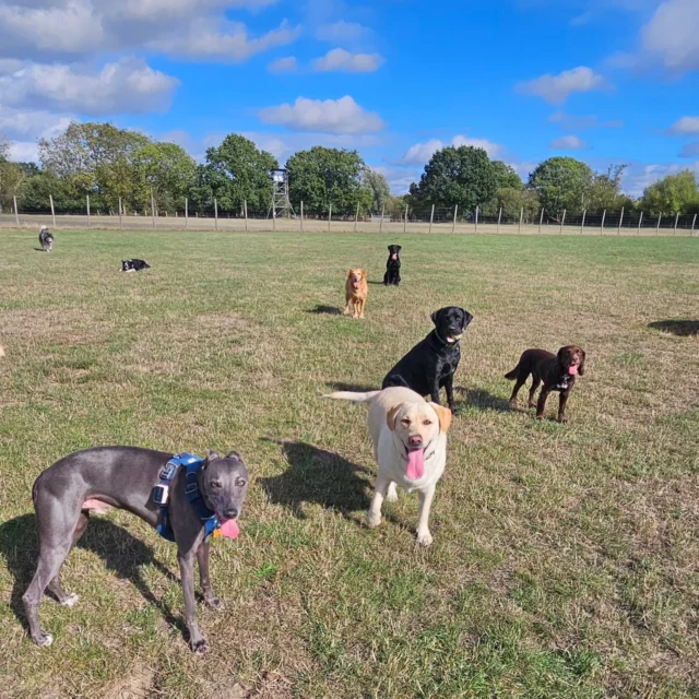 Dog Walking Services by Darren Larkin is the only independent business in the area that utilities a fully enclosed field for your dog/s safety.

We are more than just a service to take your dog out or call round for your wellness service.

It's about the relationship, love and bond we form with our clients dog's, so they feel loved and at ease when we arrive and throughout the day.

We pride ourselves on that personal service we deliver to you and your family member. 

Single Sessions ✔️
All-Day Sessions ✔️
Wellness checks ✔️ 
Home Pet Services ✔️
Pet sitting ✔️
Out-of-Hours Service ✔️

For more information, please contact 07799 543484 or visit the website for more information. 

dogwalkingservicesdarrenlarkin.co.uk

We are listed on "The Good Dog Guide."
