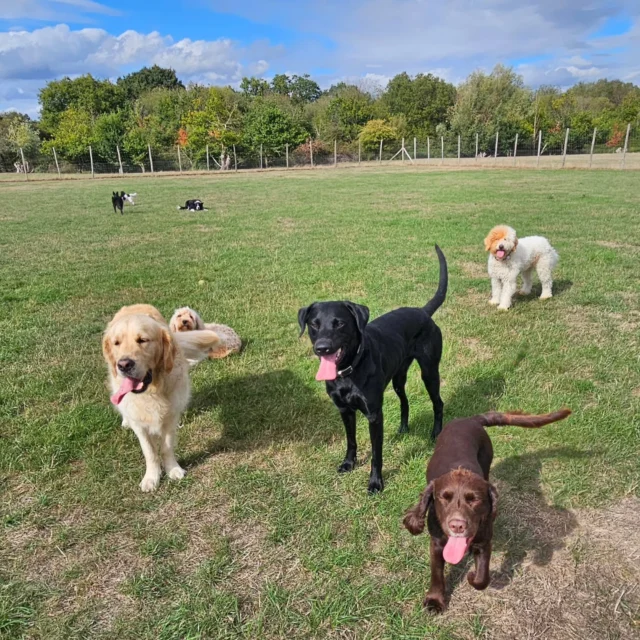 Dog Walking Services by Darren Larkin is the only independent business in the area that utilities a fully enclosed field for your dog/s safety.

We are more than just a service to take your dog out or call round for your wellness service.

It's about the relationship, love and bond we form with our clients dog's, so they feel loved and at ease when we arrive and throughout the day.

We pride ourselves on that personal service we deliver to you and your family member. 

Single Sessions ✔️
All-Day Sessions ✔️
Wellness checks ✔️ 
Home Pet Services ✔️
Pet sitting ✔️
Out-of-Hours Service ✔️

For more information, please contact 07799 543484 or visit the website for more information. 

dogwalkingservicesdarrenlarkin.co.uk

We are listed on "The Good Dog Guide."