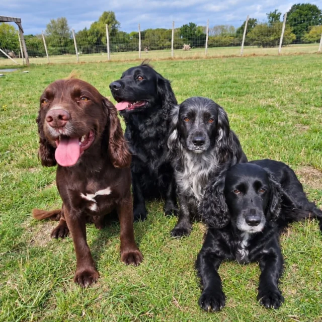 Dog Walking Services by Darren Larkin is the only independent business in the area that utilities a fully enclosed field for your dog/s safety.

We are more than just a service to take your dog out or call round for your wellness service.

It's about the relationship, love and bond we form with our clients dog's, so they feel loved and at ease when we arrive and throughout the day.

We pride ourselves on that personal service we deliver to you and your family member. 

Single Sessions ✔️
All-Day Sessions ✔️
Wellness checks ✔️ 
Home Pet Services ✔️
Pet sitting ✔️
Out-of-Hours Service ✔️

For more information, please contact 07799 543484 or visit the website for more information. 

dogwalkingservicesdarrenlarkin.co.uk

We are listed on "The Good Dog Guide."