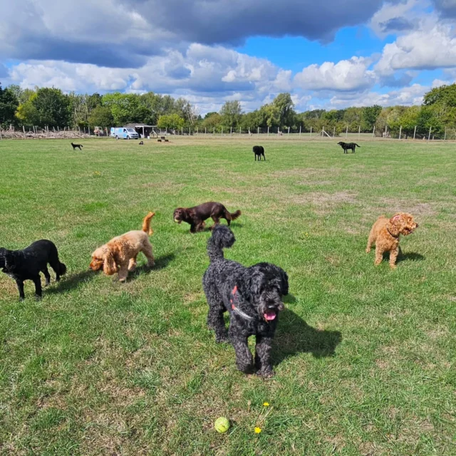 Dog Walking Services by Darren Larkin is the only independent business in the area that utilities a fully enclosed field for your dog/s safety.

We are more than just a service to take your dog out or call round for your wellness service.

It's about the relationship, love and bond we form with our clients dog's, so they feel loved and at ease when we arrive and throughout the day.

We pride ourselves on that personal service we deliver to you and your family member. 

Single Sessions ✔️
All-Day Sessions ✔️
Wellness checks ✔️ 
Home Pet Services ✔️
Pet sitting ✔️
Out-of-Hours Service ✔️

For more information, please contact 07799 543484 or visit the website for more information. 

dogwalkingservicesdarrenlarkin.co.uk

We are listed on "The Good Dog Guide."