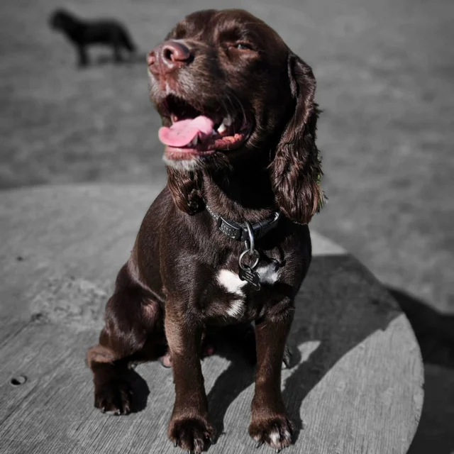 Dog Walking Services by Darren Larkin is the only independent business in the area that utilities a fully enclosed field for your dog/s safety.

We are more than just a service to take your dog out or call round for your wellness service.

It's about the relationship, love and bond we form with our clients dog's, so they feel loved and at ease when we arrive and throughout the day.

We pride ourselves on that personal service we deliver to you and your family member. 

Single Sessions ✔️
All-Day Sessions ✔️
Wellness checks ✔️ 
Home Pet Services ✔️
Pet sitting ✔️
Out-of-Hours Service ✔️

For more information, please contact 07799 543484 or visit the website for more information. 

dogwalkingservicesdarrenlarkin.co.uk

We are listed on "The Good Dog Guide."