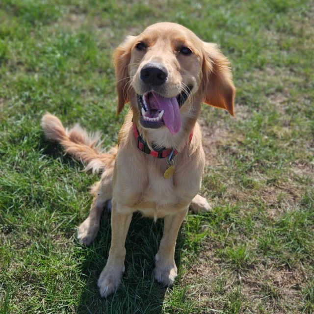 Dog Walking Services by Darren Larkin is the only independent business in the area that utilities a fully enclosed field for your dog/s safety.

We are more than just a service to take your dog out or call round for your wellness service.

It's about the relationship, love and bond we form with our clients dog's, so they feel loved and at ease when we arrive and throughout the day.

We pride ourselves on that personal service we deliver to you and your family member. 

Single Sessions ✔️
All-Day Sessions ✔️
Wellness checks ✔️ 
Home Pet Services ✔️
Pet sitting ✔️
Out-of-Hours Service ✔️

For more information, please contact 07799 543484 or visit the website for more information. 

dogwalkingservicesdarrenlarkin.co.uk

We are listed on "The Good Dog Guide."