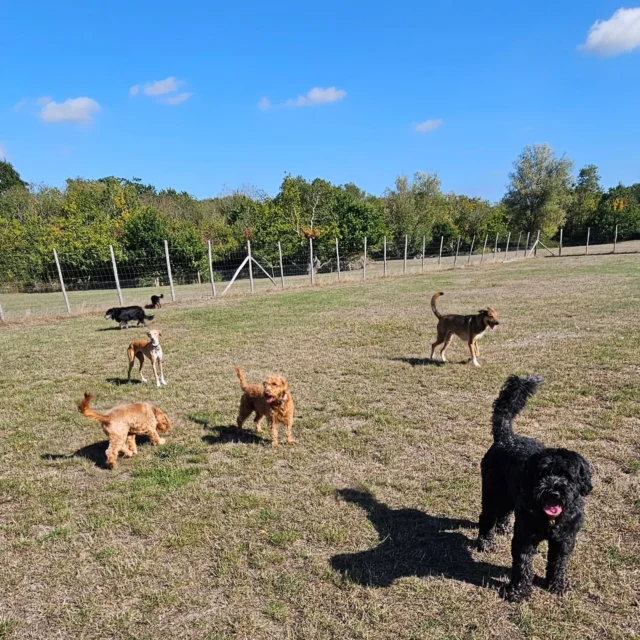 Dog Walking Services by Darren Larkin is the only independent business in the area that utilities a fully enclosed field for your dog/s safety.

We are more than just a service to take your dog out or call round for your wellness service.

It's about the relationship, love and bond we form with our clients dog's, so they feel loved and at ease when we arrive and throughout the day.

We pride ourselves on that personal service we deliver to you and your family member. 

Single Sessions ✔️
All-Day Sessions ✔️
Wellness checks ✔️ 
Home Pet Services ✔️
Pet sitting ✔️
Out-of-Hours Service ✔️

For more information, please contact 07799 543484 or visit the website for more information. 

dogwalkingservicesdarrenlarkin.co.uk

We are listed on "The Good Dog Guide."