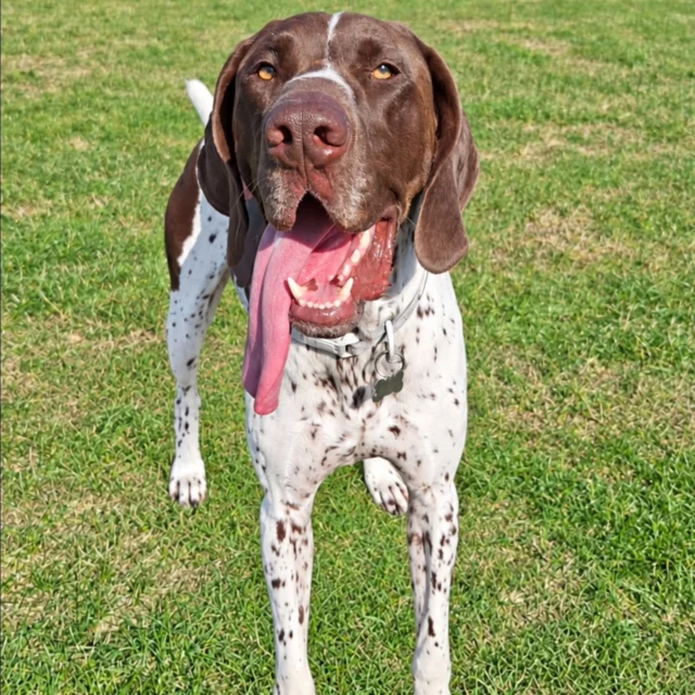 Dog Walking Services by Darren Larkin is the only independent business in the area that utilities a fully enclosed field for your dog/s safety.

We are more than just a service to take your dog out or call round for your wellness service.

It's about the relationship, love and bond we form with our clients dog's, so they feel loved and at ease when we arrive and throughout the day.

We pride ourselves on that personal service we deliver to you and your family member. 

Single Sessions ✔️
All-Day Sessions ✔️
Wellness checks ✔️ 
Home Pet Services ✔️
Pet sitting ✔️
Out-of-Hours Service ✔️

For more information, please contact 07799 543484 or visit the website for more information. 

dogwalkingservicesdarrenlarkin.co.uk

We are listed on "The Good Dog Guide."