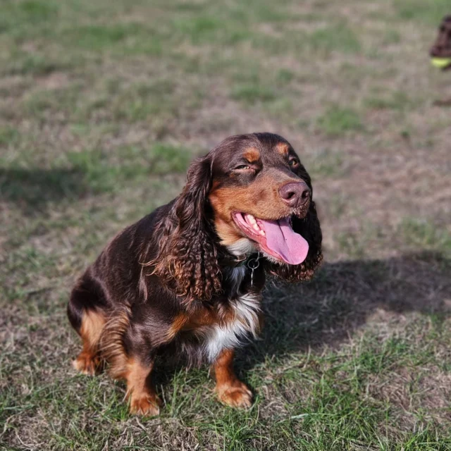 Dog Walking Services by Darren Larkin is the only independent business in the area that utilities a fully enclosed field for your dog/s safety.

We are more than just a service to take your dog out or call round for your wellness service.

It's about the relationship, love and bond we form with our clients dog's, so they feel loved and at ease when we arrive and throughout the day.

We pride ourselves on that personal service we deliver to you and your family member. 

Single Sessions ✔️
All-Day Sessions ✔️
Wellness checks ✔️ 
Home Pet Services ✔️
Pet sitting ✔️
Out-of-Hours Service ✔️

For more information, please contact 07799 543484 or visit the website for more information. 

dogwalkingservicesdarrenlarkin.co.uk

We are listed on "The Good Dog Guide."