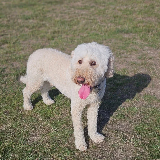 Dog Walking Services by Darren Larkin is the only independent business in the area that utilities a fully enclosed field for your dog/s safety.

We are more than just a service to take your dog out or call round for your wellness service.

It's about the relationship, love and bond we form with our clients dog's, so they feel loved and at ease when we arrive and throughout the day.

We pride ourselves on that personal service we deliver to you and your family member. 

Single Sessions ✔️
All-Day Sessions ✔️
Wellness checks ✔️ 
Home Pet Services ✔️
Pet sitting ✔️
Out-of-Hours Service ✔️

For more information, please contact 07799 543484 or visit the website for more information. 

dogwalkingservicesdarrenlarkin.co.uk

We are listed on "The Good Dog Guide."