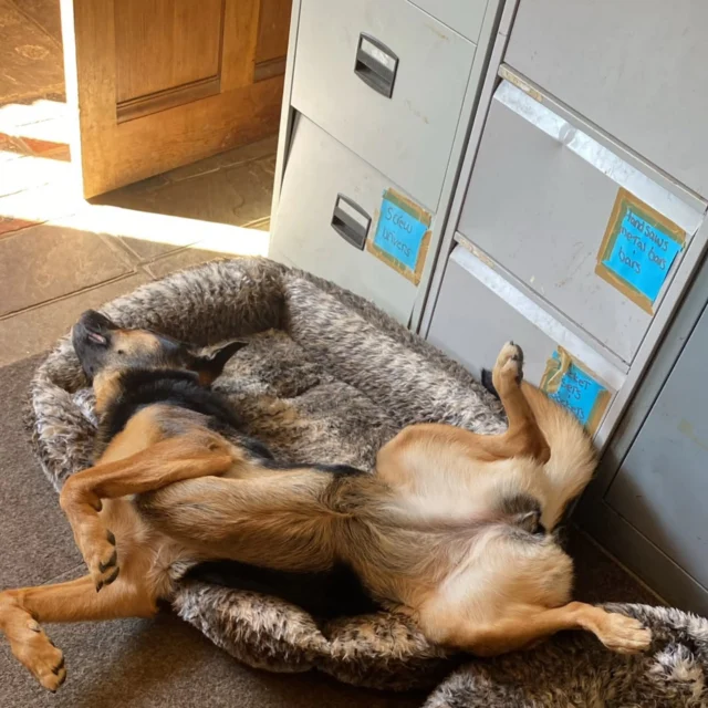After a Session with Dog Walking Services by Darren Larkin you can expect pretty much of this when they are returned home.

For more information please contact 07799 543484 or visit the website for more information.