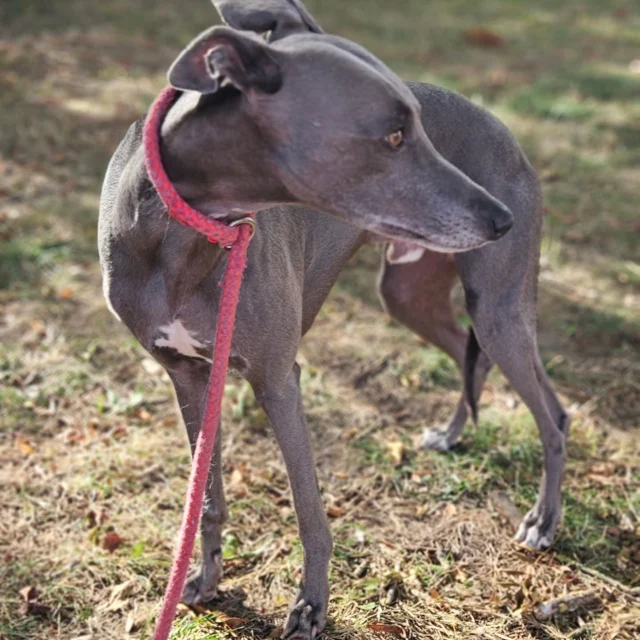 At Dog Walking Services by Darren Larkin, we offer an Out-of-Hours Service including Weekends which is tailor made to your time specifications.

For more information please contact 07799 543484 or visit the website for more details.

Dogwalkingservicesdarrenlarkin.co.uk