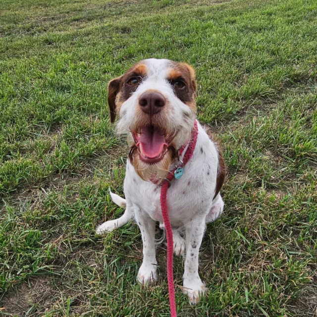 At Dog Walking Services by Darren Larkin, we offer an Out-of-Hours Service including Weekends which is tailor made to your time specifications.

For more information please contact 07799 543484 or visit the website for more details.

Dogwalkingservicesdarrenlarkin.co.uk