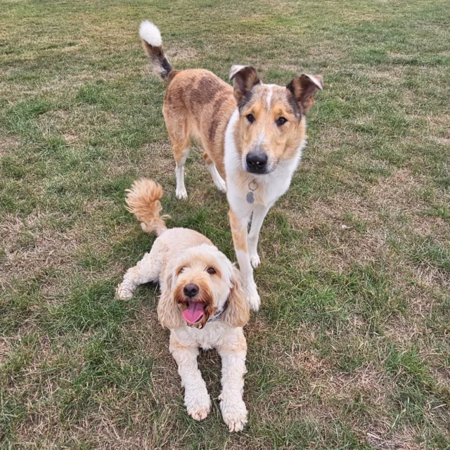 Dog Walking Services by Darren Larkin is the only independent business in the area that utilities a fully enclosed field for your dog/s safety.

We are more than just a service to take your dog out or call round for your wellness service.

It's about the relationship, love and bond we form with our clients dog's, so they feel loved and at ease when we arrive and throughout the day.

We pride ourselves on that personal service we deliver to you and your family member. 

Single Sessions ✔️
All-Day Sessions ✔️
Wellness checks ✔️ 
Home Pet Services ✔️
Pet sitting ✔️
Out-of-Hours Service ✔️

For more information, please contact 07799 543484 or visit the website for more information. 

dogwalkingservicesdarrenlarkin.co.uk

We are listed on "The Good Dog Guide."