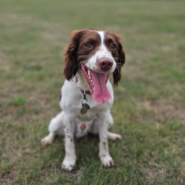 Dog Walking Services by Darren Larkin is the only independent business in the area that utilities a fully enclosed field for your dog/s safety.

We are more than just a service to take your dog out or call round for your wellness service.

It's about the relationship, love and bond we form with our clients dog's, so they feel loved and at ease when we arrive and throughout the day.

We pride ourselves on that personal service we deliver to you and your family member. 

Single Sessions ✔️
All-Day Sessions ✔️
Wellness checks ✔️ 
Home Pet Services ✔️
Pet sitting ✔️
Out-of-Hours Service ✔️

For more information, please contact 07799 543484 or visit the website for more information. 

dogwalkingservicesdarrenlarkin.co.uk

We are listed on "The Good Dog Guide."
