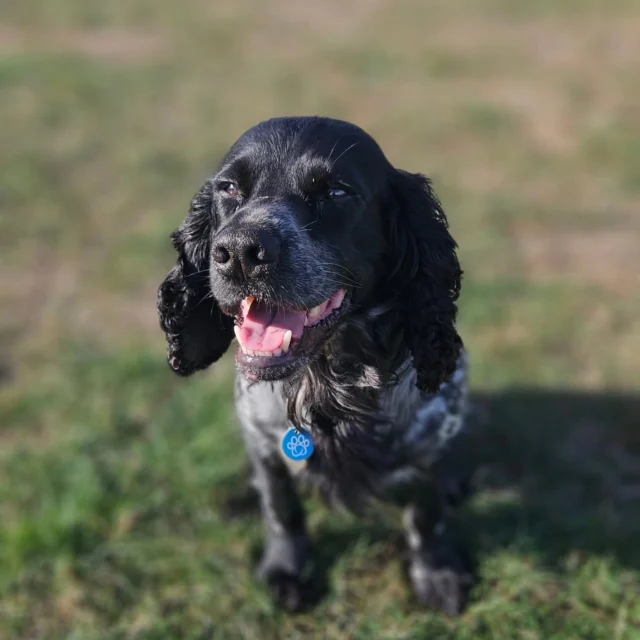 Dog Walking Services by Darren Larkin is the only independent business in the area that utilities a fully enclosed field for your dog/s safety.

We are more than just a service to take your dog out or call round for your wellness service.

It's about the relationship, love and bond we form with our clients dog's, so they feel loved and at ease when we arrive and throughout the day.

We pride ourselves on that personal service we deliver to you and your family member. 

Single Sessions ✔️
All-Day Sessions ✔️
Wellness checks ✔️ 
Home Pet Services ✔️
Pet sitting ✔️
Out-of-Hours Service ✔️

For more information, please contact 07799 543484 or visit the website for more information. 

dogwalkingservicesdarrenlarkin.co.uk

We are listed on "The Good Dog Guide."