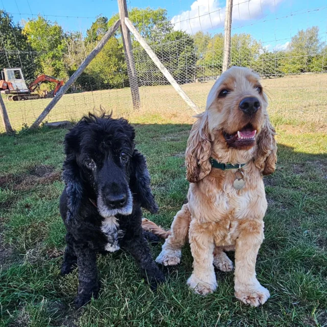 Please welcome back Ludo with his cousin Boris 🐕 🐕