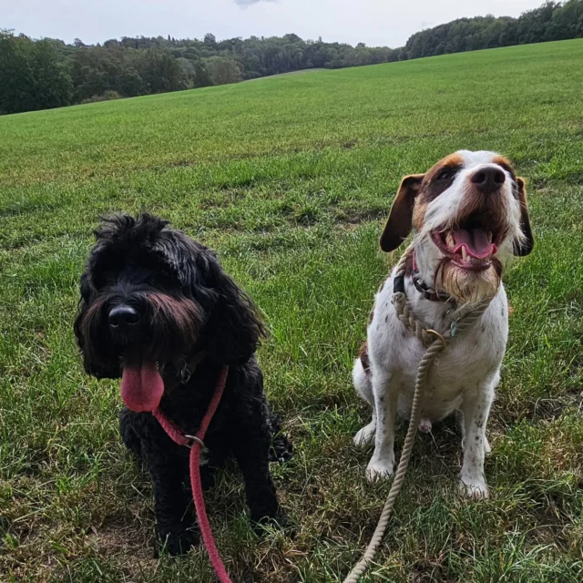 Looking for that SPECIAL Weekend break, then look no further than Dog Walking Services by Darren Larkin. 

We can cater for an Overnight stay or Out-of-Hours walk whichever suits you. 

For more information please contact 07799 543484 or visit the website for more information.