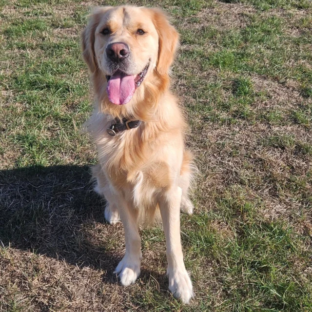Please welcome Mischief (Chief) to Dog Walking Services by Darren Larkin 🐕