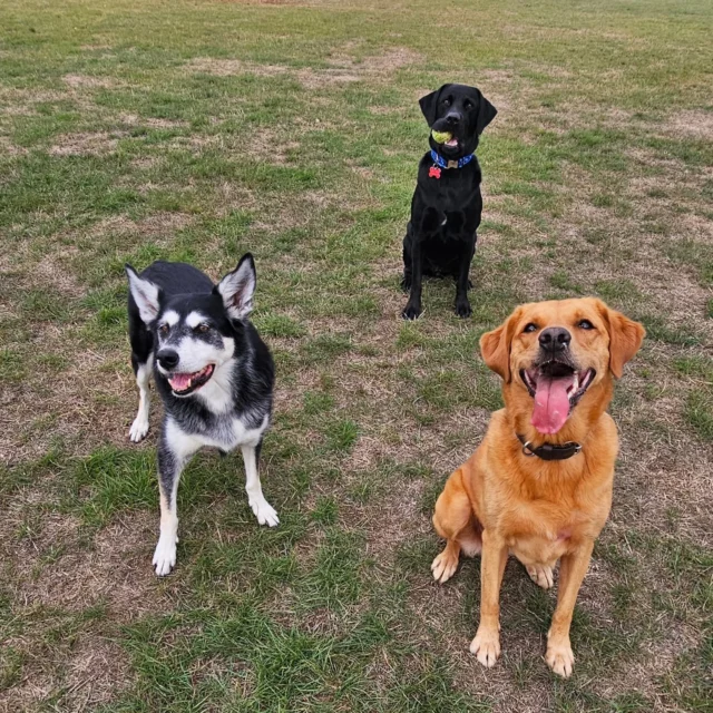Dog Walking Services by Darren Larkin is the only independent business in the area that utilities a fully enclosed field for your dog/s safety.

We are more than just a service to take your dog out or call round for your wellness service.

It's about the relationship, love and bond we form with our clients dog's, so they feel loved and at ease when we arrive and throughout the day.

We pride ourselves on that personal service we deliver to you and your family member. 

Single Sessions ✔️
All-Day Sessions ✔️
Wellness checks ✔️ 
Home Pet Services ✔️
Pet sitting ✔️
Out-of-Hours Service ✔️

For more information, please contact 07799 543484 or visit the website for more information. 

dogwalkingservicesdarrenlarkin.co.uk

We are listed on "The Good Dog Guide."