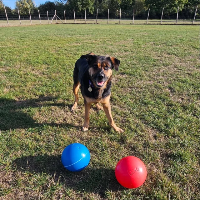Dog Walking Services by Darren Larkin is the only independent business in the area that utilities a fully enclosed field for your dog/s safety.

We are more than just a service to take your dog out or call round for your wellness service.

It's about the relationship, love and bond we form with our clients dog's, so they feel loved and at ease when we arrive and throughout the day.

We pride ourselves on that personal service we deliver to you and your family member. 

Single Sessions ✔️
All-Day Sessions ✔️
Wellness checks ✔️ 
Home Pet Services ✔️
Pet sitting ✔️
Out-of-Hours Service ✔️

For more information, please contact 07799 543484 or visit the website for more information. 

dogwalkingservicesdarrenlarkin.co.uk

We are listed on "The Good Dog Guide."