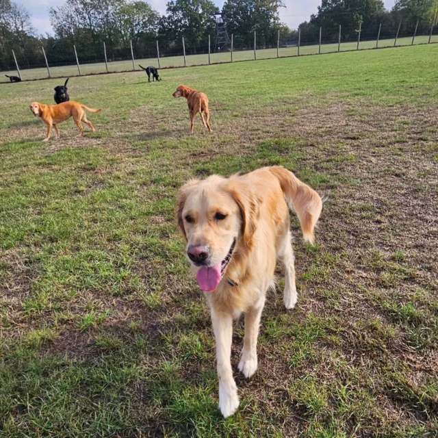Dog Walking Services by Darren Larkin is the only independent business in the area that utilities a fully enclosed field for your dog/s safety.

We are more than just a service to take your dog out or call round for your wellness service.

It's about the relationship, love and bond we form with our clients dog's, so they feel loved and at ease when we arrive and throughout the day.

We pride ourselves on that personal service we deliver to you and your family member. 

Single Sessions ✔️
All-Day Sessions ✔️
Wellness checks ✔️ 
Home Pet Services ✔️
Pet sitting ✔️
Out-of-Hours Service ✔️

For more information, please contact 07799 543484 or visit the website for more information. 

dogwalkingservicesdarrenlarkin.co.uk

We are listed on "The Good Dog Guide."