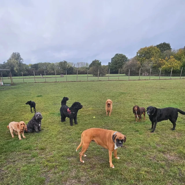 Dog Walking Services by Darren Larkin is the only independent business in the area that utilities a fully enclosed field for your dog/s safety.

We are more than just a service to take your dog out or call round for your wellness service.

It's about the relationship, love and bond we form with our clients dog's, so they feel loved and at ease when we arrive and throughout the day.

We pride ourselves on that personal service we deliver to you and your family member. 

Single Sessions ✔️
All-Day Sessions ✔️
Wellness checks ✔️ 
Home Pet Services ✔️
Pet sitting ✔️
Out-of-Hours Service ✔️

For more information, please contact 07799 543484 or visit the website for more information. 

dogwalkingservicesdarrenlarkin.co.uk

We are listed on "The Good Dog Guide."