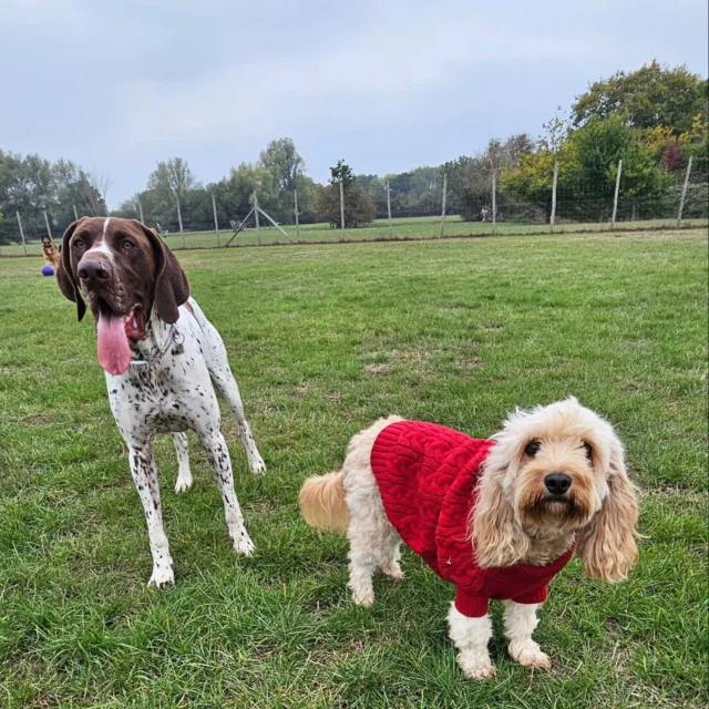Dog Walking Services by Darren Larkin is the only independent business in the area that utilities a fully enclosed field for your dog/s safety.

We are more than just a service to take your dog out or call round for your wellness service.

It's about the relationship, love and bond we form with our clients dog's, so they feel loved and at ease when we arrive and throughout the day.

We pride ourselves on that personal service we deliver to you and your family member. 

Single Sessions ✔️
All-Day Sessions ✔️
Wellness checks ✔️ 
Home Pet Services ✔️
Pet sitting ✔️
Out-of-Hours Service ✔️

For more information, please contact 07799 543484 or visit the website for more information. 

dogwalkingservicesdarrenlarkin.co.uk

We are listed on "The Good Dog Guide."