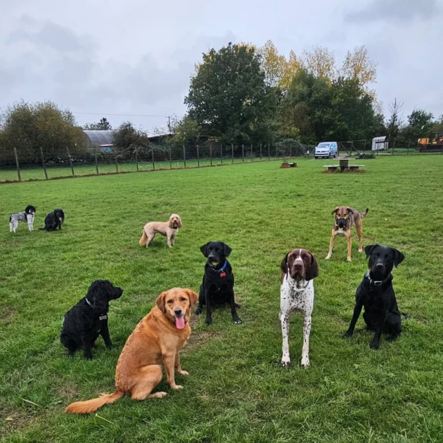 Dog Walking Services by Darren Larkin is the only independent business in the area that utilities a fully enclosed field for your dog/s safety.

We are more than just a service to take your dog out or call round for your wellness service.

It's about the relationship, love and bond we form with our clients dog's, so they feel loved and at ease when we arrive and throughout the day.

We pride ourselves on that personal service we deliver to you and your family member. 

Single Sessions ✔️
All-Day Sessions ✔️
Wellness checks ✔️ 
Home Pet Services ✔️
Pet sitting ✔️
Out-of-Hours Service ✔️

For more information, please contact 07799 543484 or visit the website for more information. 

dogwalkingservicesdarrenlarkin.co.uk

We are listed on "The Good Dog Guide."