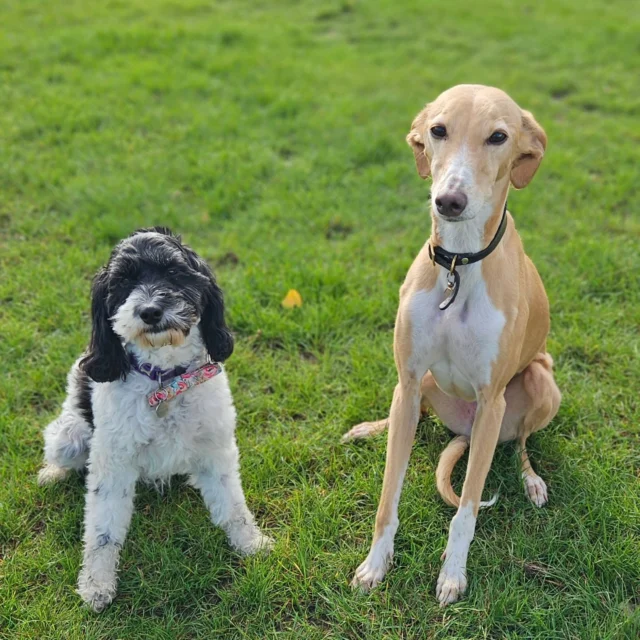 Dog Walking Services by Darren Larkin is the only independent business in the area that utilities a fully enclosed field for your dog/s safety.

We are more than just a service to take your dog out or call round for your wellness service.

It's about the relationship, love and bond we form with our clients dog's, so they feel loved and at ease when we arrive and throughout the day.

We pride ourselves on that personal service we deliver to you and your family member. 

Single Sessions ✔️
All-Day Sessions ✔️
Wellness checks ✔️ 
Home Pet Services ✔️
Pet sitting ✔️
Out-of-Hours Service ✔️

For more information, please contact 07799 543484 or visit the website for more information. 

dogwalkingservicesdarrenlarkin.co.uk

We are listed on "The Good Dog Guide."